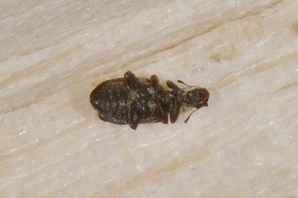 Cartodere nodifer, Latridiidae